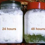 Kefir
